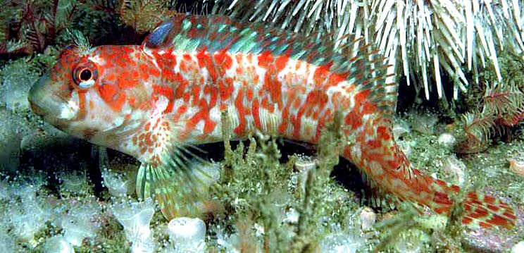 Parablennius ruber_0256